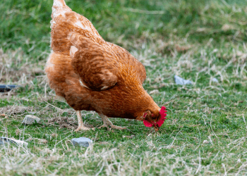 A red coloured chicken pecks at that ground