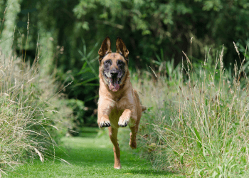 A Belgian malinois wearing no equipment at all runs toward the camera