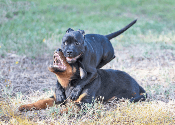 A dark bull breed puppy jumps on the back of a black and tan rottweiler puppy