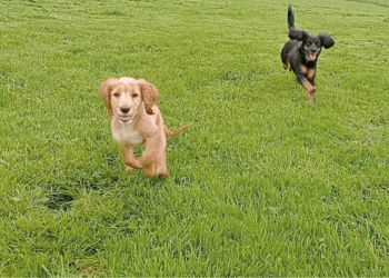 A black and tan working cocker and a golden working cocker run toward the camera