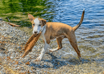 An adolescent tan and white dog stands in water with a toy in their mouth