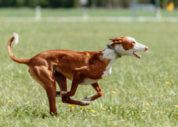 A brown and white dog of a breed with a high prey drive runs on a grassy field