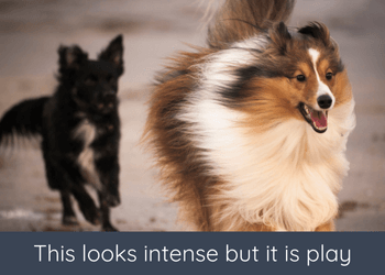A collie runs from a black dog that is chasing hard with an intense expression on their face.