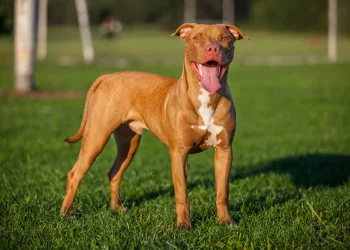 A red and white pit bull terrier, an apparently lower prey drive breed, stands on short grass looking directly at the camera.