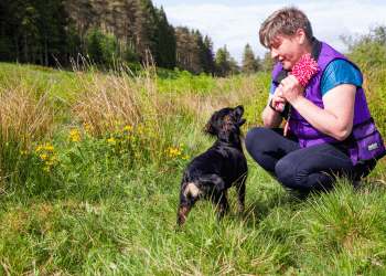 A smiling woman crouches in front of a small black and tan Cocker spaniel while holding a pink toy.