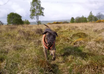 A brindle bullmastiff wearing an orange harness trotting toward the camera.