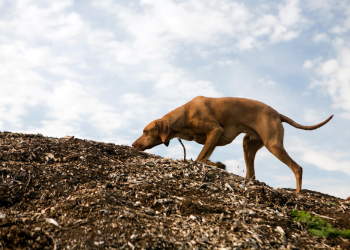 A Hungarian Vizsla uses his nose to perform the hunt part of the predatory motor sequence.