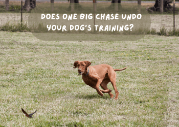 Vizsla chasing a bird with text reading: does one big chase undo your dog's training
