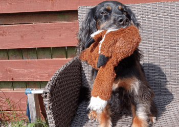 A black and tan english cocker spaniel sits while holding a long, furry toy in her mouth.