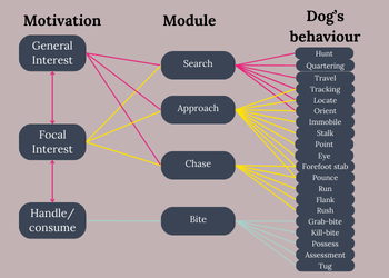 The diagram shows the dog's motivation: general interest, focal interest and handle/consume on the left, the module: search, approach, chase, bite in the middle and the behaviour: hunt, quartering, trave, tracking, locate, orient, immmobile, stalk, point, eye, forefoot stab, pounce, run, flank, rush, grab-bite, kill-bite, possess, assessment, tug on the right. A complex web of lines join motivations to modules and modules to behaviour to show the complexity and flexibility in prey drive