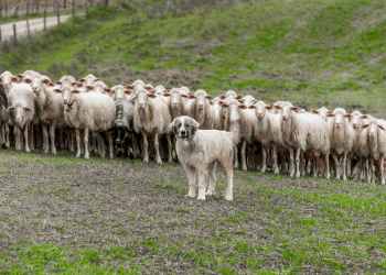 A livestock guardian dog stands in front of a flock of sheep. The dog is starting into the camera with their tail raised.