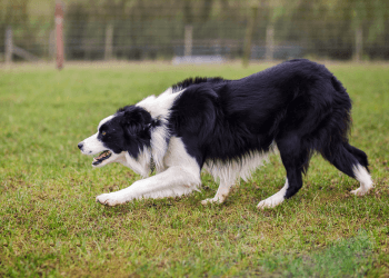 A black and white border collie stalks something out of the shot.