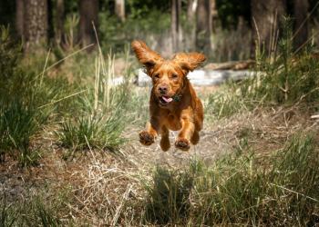 A red Cocker Spaniel, an apparently lower prey drive breed, runs toward the camera so fast that all 4 feet are off the ground