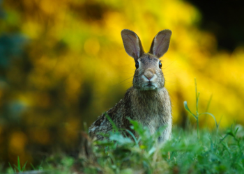 A wild rabbit sits upright on grass, looking at the camera