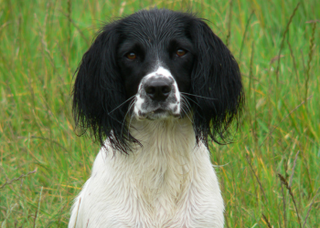 A black and white dog, an apparently lower prey drive breed, sits on a grassy field looking at the camera.