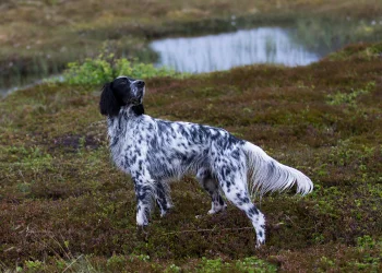 An English Setter, a high prey drive breed, stands on a moor looking into the sky as though a bird is flying overhead.