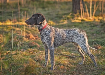 A brown and white Pointer, a high prey drive breed, stands in golden light looking into the distance.