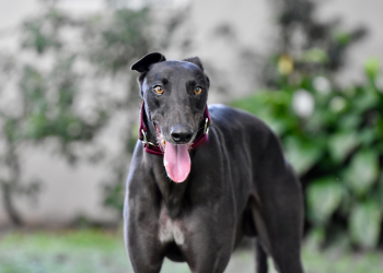A dark grey greyhound, an apparently lower prey drive breed, stands facing the camera and panting
