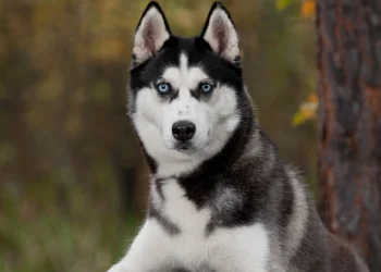 A blue-eyed grey and white husky, a high prey drive breed, looks intently at the camera