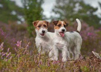 Two rough coated brown and white Jack Russells, a high prey drive breed, stand in a grassy field.