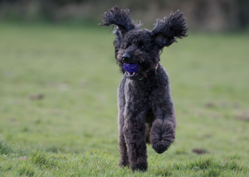 A black Labradoodle, an apparently lower prey drive breed, lopes through a grassy field