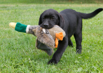 A young black Labrador, an apparently lower prey drive breed, runs toward the camera with a toy pheasant in their mouth.