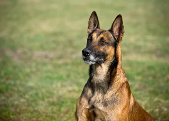 A Malinois, a high prey drive breed, looks intently to the side of the camera