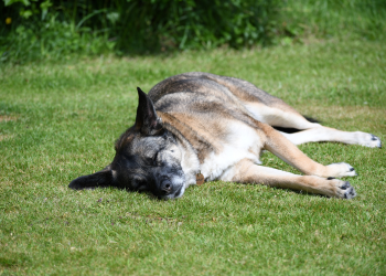 A Romanian rescue dog, an apparently lower prey drive breed, lies on their side in the sunshine looking relaxed