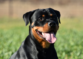 A Rottweiler, an apparently lower prey drive breed, sits in a green field, looking relaxed.
