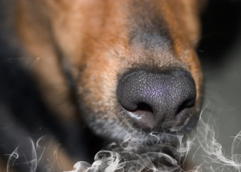 A close up of a dog's nose with smoke to represent scent