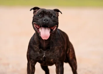 A brindle Staffordshire Bull Terrier, a high prey drive breed, stands facing the camera, gazing directly at it with soft eyes.