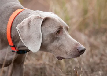A silver Weimaraner, a breed with a high prey drive, wearing an orange collar looks intently at something off camera.
