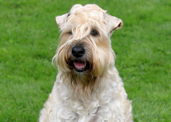 A Soft Coated Wheaten Terrier, an apparently lower prey drive breed, sits in a grassy field.