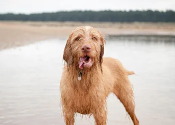 A red wire haired viszla, a high prey drive breed, stands on a beach looking directly at the camera.
