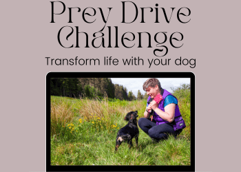 Text reads, prey drive challenge; transform life with your dog. Photo of a woman crouching down with a pink toy and a small spaniel stands watching her.