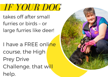 A woman wearing purple next to a high prey drive dog. Text reads: if your dog takes off after small furries or birds or large furries like deer I have a FREE online course, the High Prey Drive Challenge, that will help