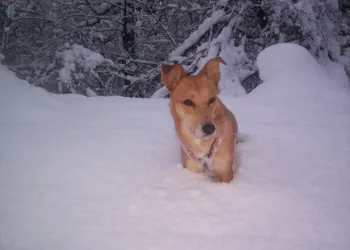 A blonde collie cross dog stands in deep snow, looking at the camera.