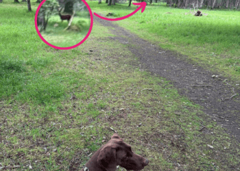 A high prey drive pointer stands calmly with a deer nearby.