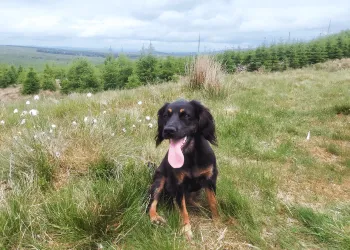 A black and tan Cocker Spaniel sits in a wild spot surrounded by cotton grass.