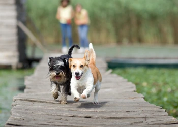 Two dogs run along a narrow, wooden path to recall to the person behind the camera.