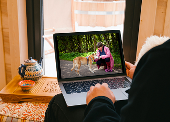Person sitting in comfortable room, looking a a laptop with an image of a smiling woman with short hair and a pink jacket crouches next to a beautiful golden dog.