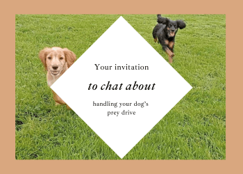 Two spaniels run toward the camera. Their image is on a pale orange background. Text in a white square reads: Your invitation to chat about handling your dog's prey drive.