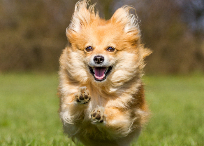 Cream coloured fluffy dog running directly at the camera.